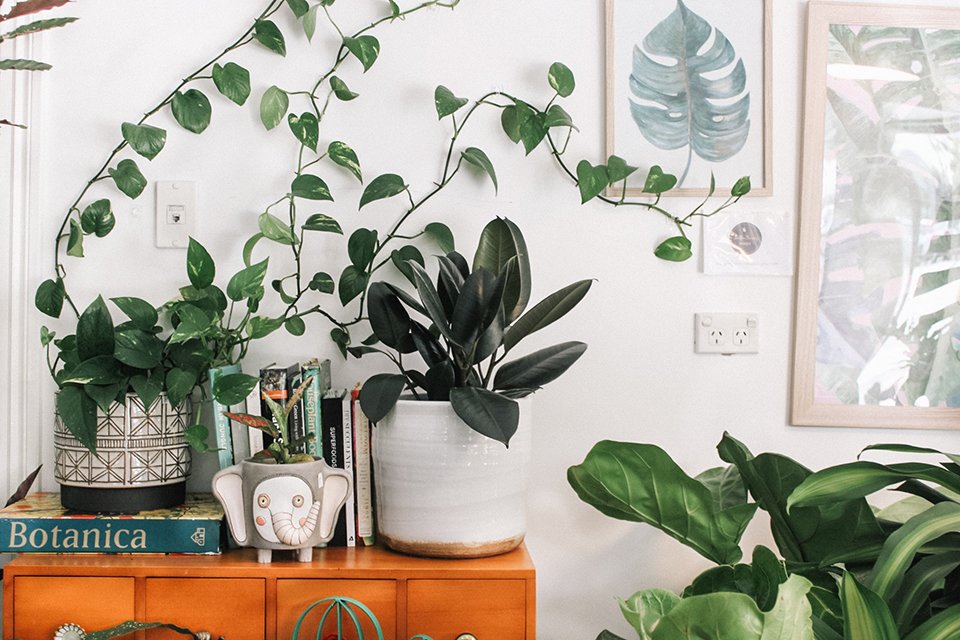 Las mejores plantas para interior